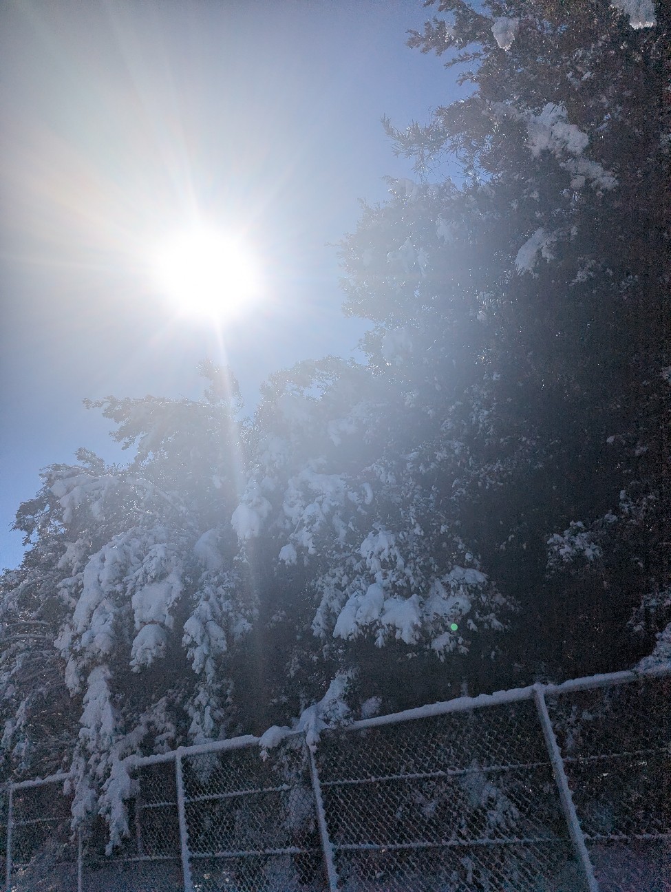 f:id:saburina2018:20260210155047j:image