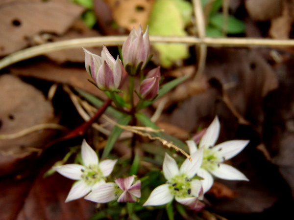 f:id:sabuyan1953:20161025214523j:plain