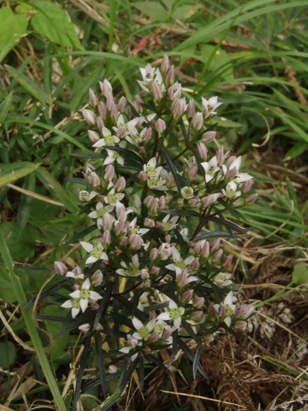 f:id:sabuyan1953:20161025214558j:plain