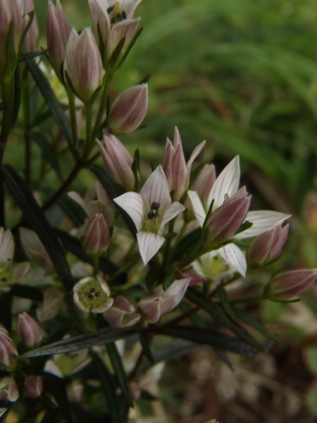 f:id:sabuyan1953:20161025214622j:plain