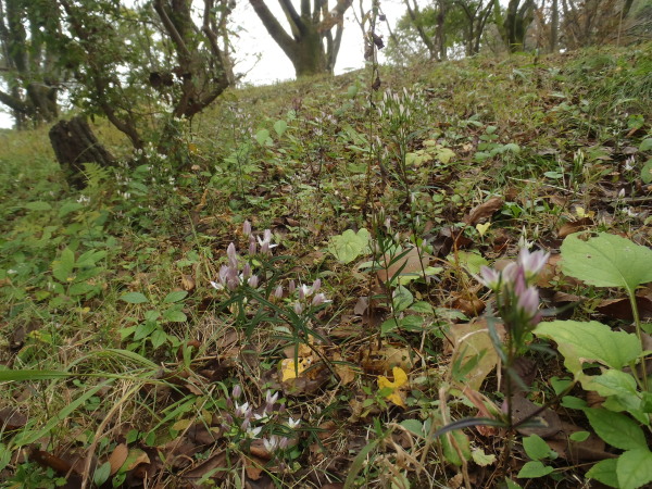 f:id:sabuyan1953:20161025214711j:plain