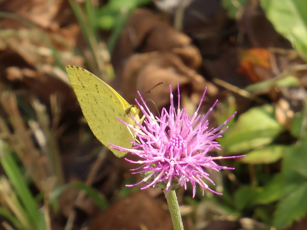 f:id:sabuyan1953:20161027221401j:plain