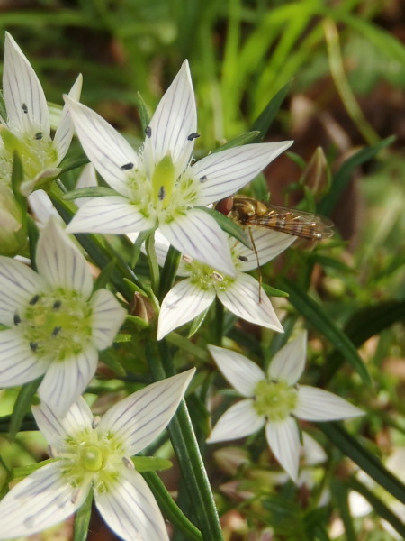 f:id:sabuyan1953:20161028224045j:plain f:id:sabuyan1953:20161028224045j:plain