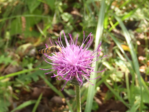 f:id:sabuyan1953:20161028224102j:plain f:id:sabuyan1953:20161028224102j:plain