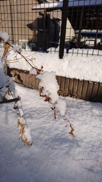 f:id:sabuyan1953:20180125104615j:plain