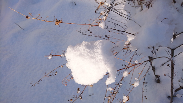 f:id:sabuyan1953:20180125104640j:plain