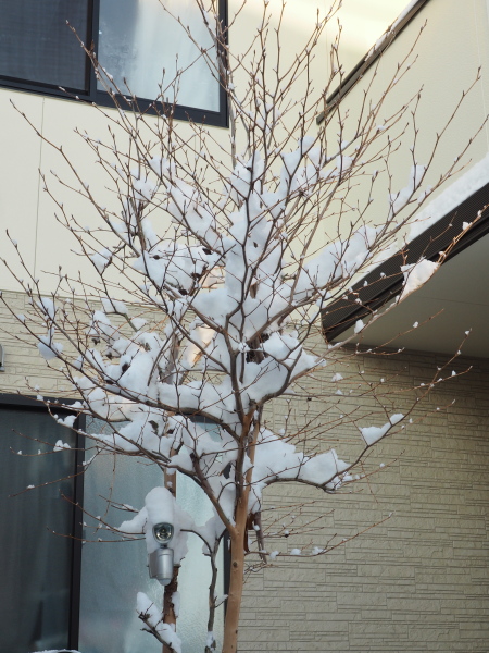 f:id:sabuyan1953:20180125105044j:plain