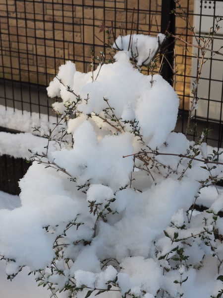 f:id:sabuyan1953:20180125105202j:plain