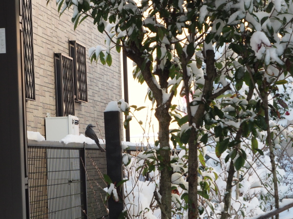 f:id:sabuyan1953:20180125105432j:plain