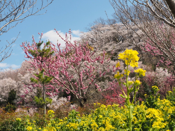 f:id:sabuyan1953:20190511100206j:plain f:id:sabuyan1953:20190511100206j:plain