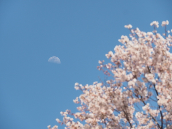f:id:sabuyan1953:20190511100753j:plain f:id:sabuyan1953:20190511100753j:plain