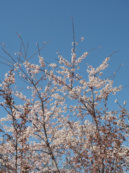 f:id:sabuyan1953:20190511101217j:plain f:id:sabuyan1953:20190511101217j:plain