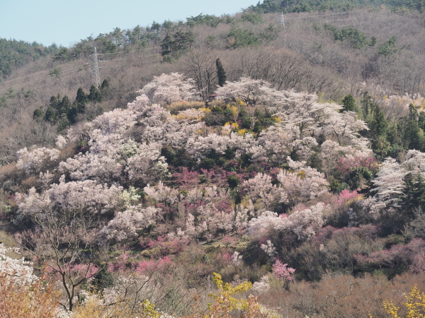 f:id:sabuyan1953:20190511101715j:plain f:id:sabuyan1953:20190511101715j:plain