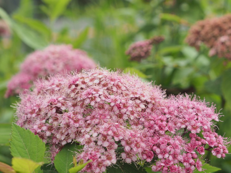 日光キスゲ平へ草花や昆虫の写真を撮りに行ってきました サブやんの気ままなphotoライフ