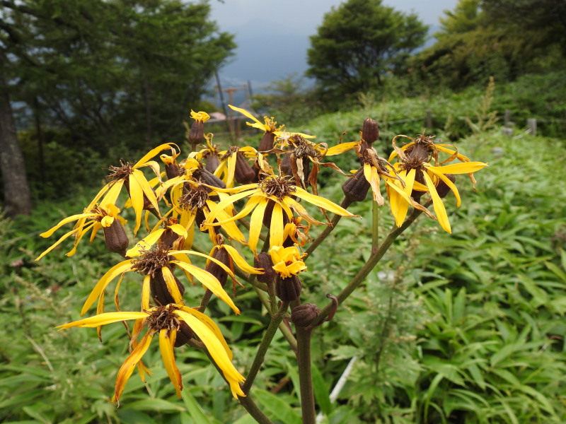 日光キスゲ平の異様な姿の蕾 マルバタケブキの花を撮ってきました サブやんの気ままなphotoライフ