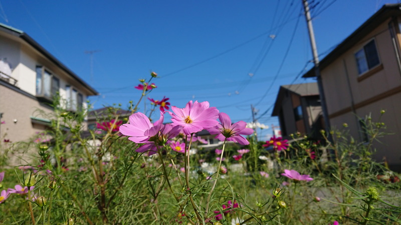 f:id:sabuyan1953:20190918111413j:plain f:id:sabuyan1953:20190918111413j:plain