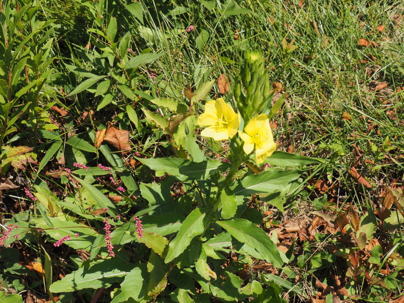 f:id:sabuyan1953:20190918155134j:plain f:id:sabuyan1953:20190918155134j:plain