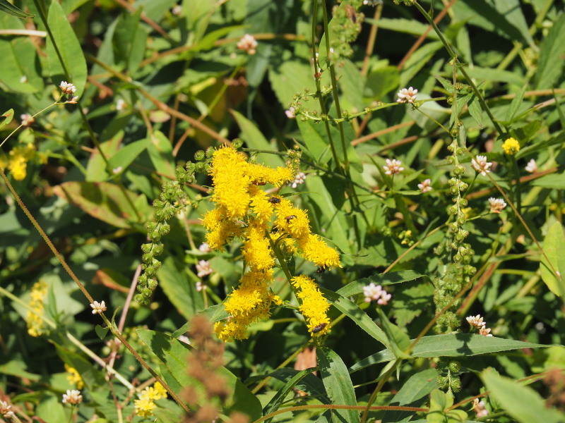 f:id:sabuyan1953:20190918155149j:plain f:id:sabuyan1953:20190918155149j:plain