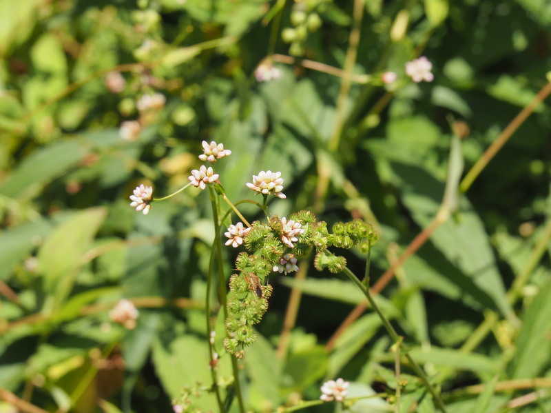 f:id:sabuyan1953:20190918155208j:plain f:id:sabuyan1953:20190918155208j:plain