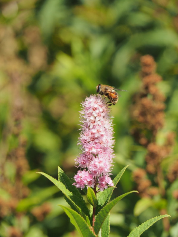 f:id:sabuyan1953:20190918155242j:plain f:id:sabuyan1953:20190918155242j:plain