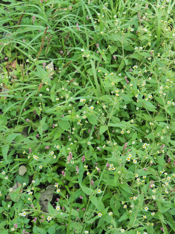 f:id:sabuyan1953:20190918170533j:plain f:id:sabuyan1953:20190918170533j:plain