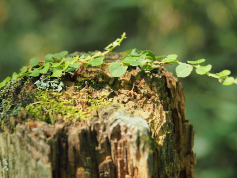 f:id:sabuyan1953:20190918170750j:plain f:id:sabuyan1953:20190918170750j:plain