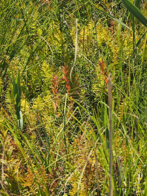 f:id:sabuyan1953:20190918182827j:plain f:id:sabuyan1953:20190918182827j:plain