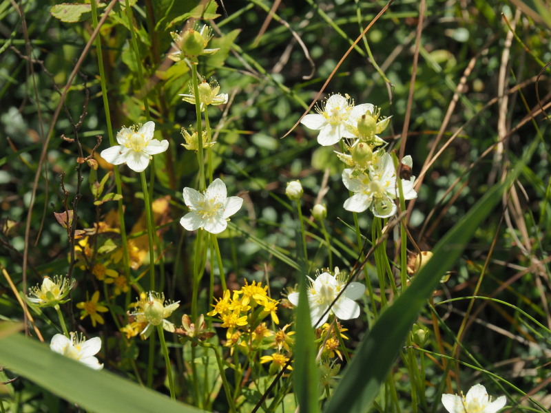 f:id:sabuyan1953:20190918182847j:plain f:id:sabuyan1953:20190918182847j:plain