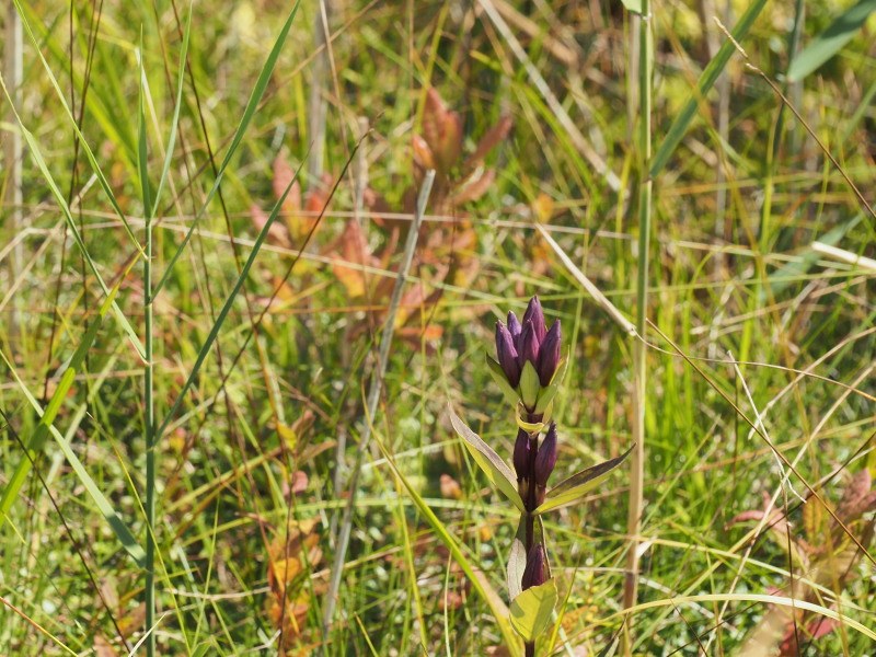 f:id:sabuyan1953:20190918183142j:plain f:id:sabuyan1953:20190918183142j:plain