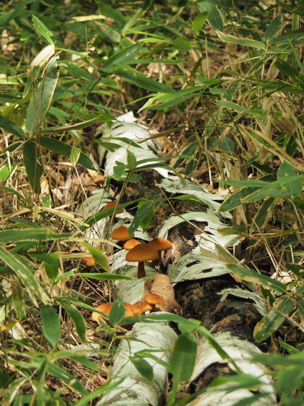 f:id:sabuyan1953:20190918204641j:plain f:id:sabuyan1953:20190918204641j:plain