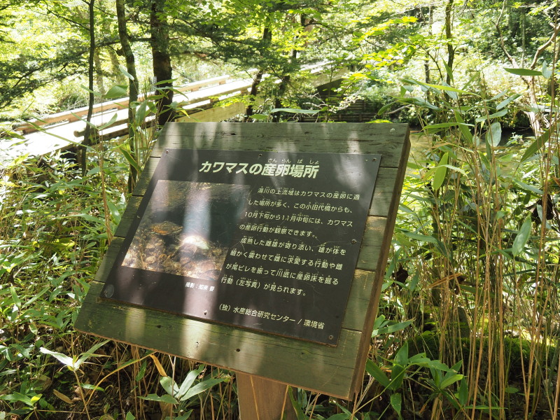 f:id:sabuyan1953:20190918223748j:plain f:id:sabuyan1953:20190918223748j:plain