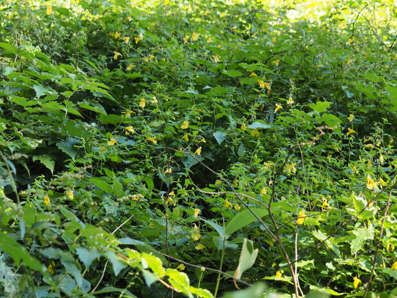 f:id:sabuyan1953:20190921215451j:plain f:id:sabuyan1953:20190921215451j:plain