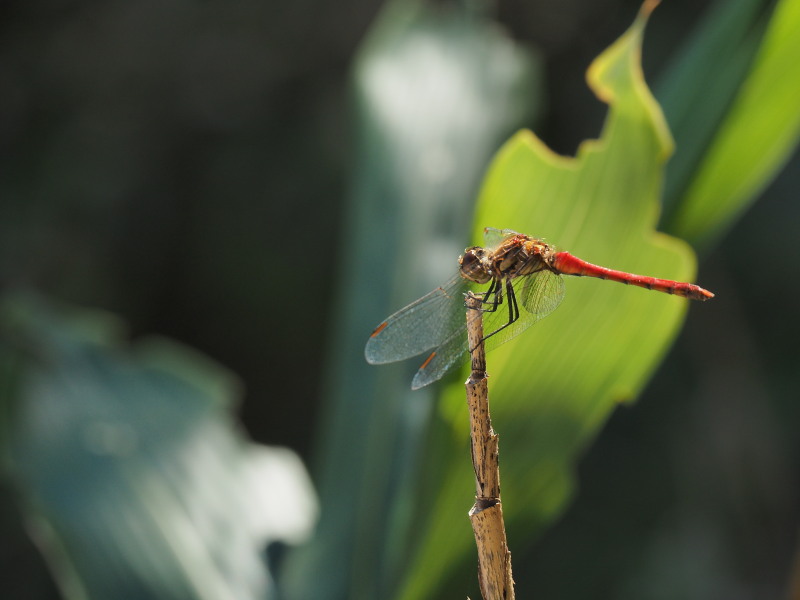 f:id:sabuyan1953:20190921220032j:plain f:id:sabuyan1953:20190921220032j:plain