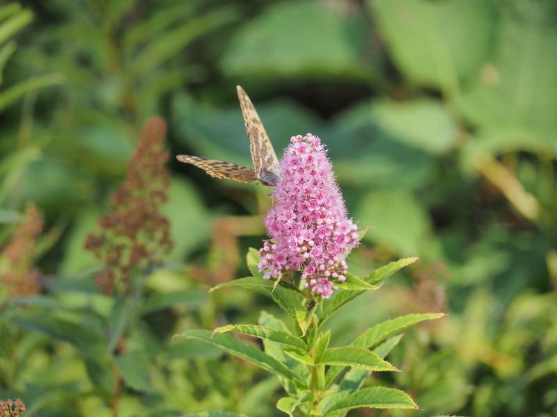 f:id:sabuyan1953:20190922220209j:plain f:id:sabuyan1953:20190922220209j:plain