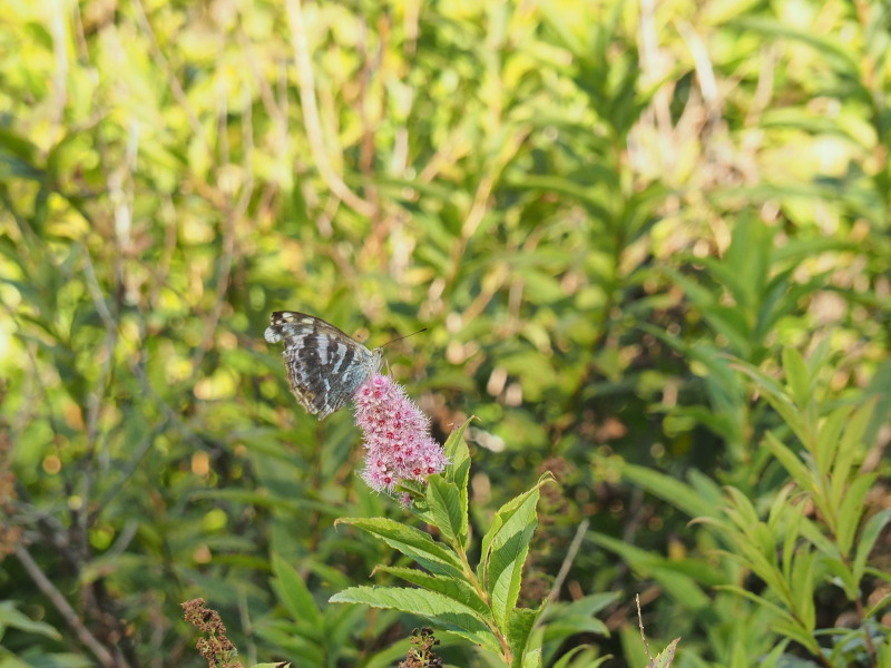 f:id:sabuyan1953:20190922220301j:plain f:id:sabuyan1953:20190922220301j:plain