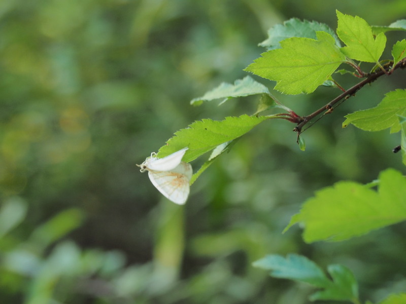 f:id:sabuyan1953:20190922220350j:plain f:id:sabuyan1953:20190922220350j:plain