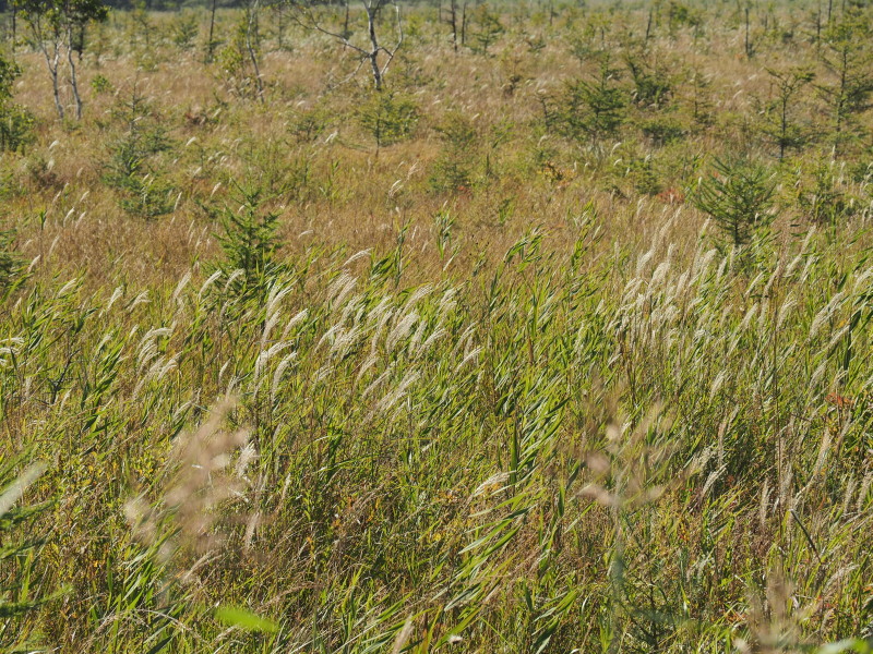 f:id:sabuyan1953:20190923150831j:plain f:id:sabuyan1953:20190923150831j:plain