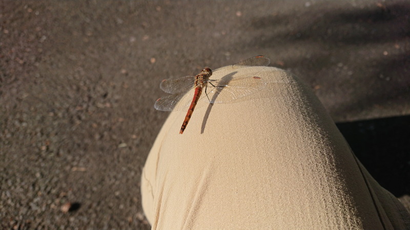 f:id:sabuyan1953:20190923155841j:plain f:id:sabuyan1953:20190923155841j:plain