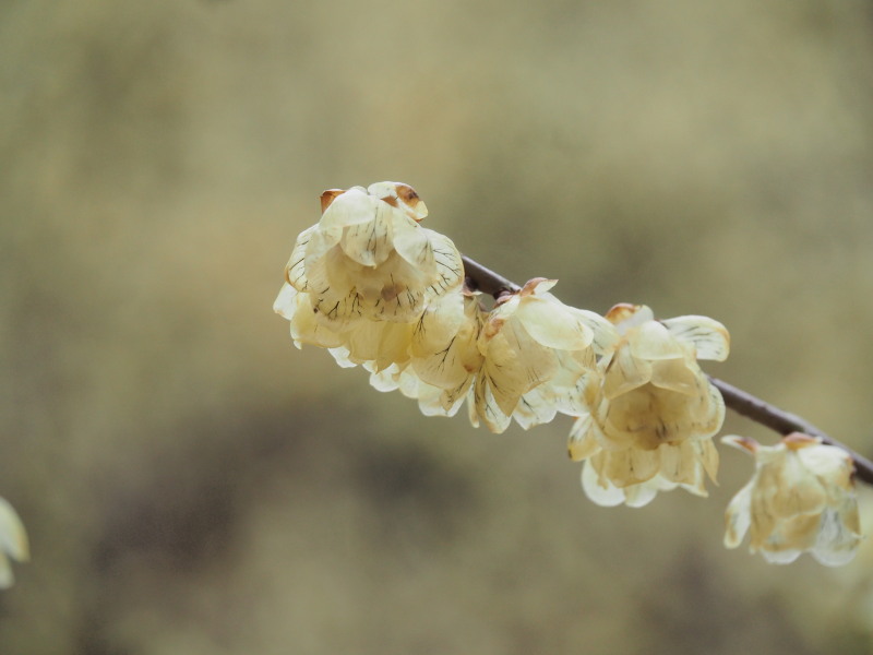 f:id:sabuyan1953:20200129220624j:plain