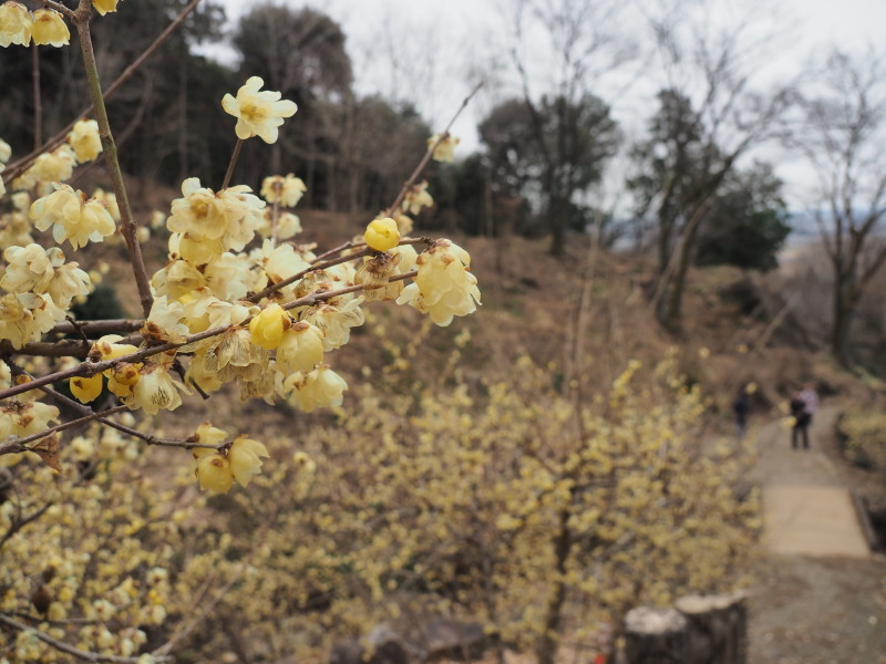 f:id:sabuyan1953:20200129220648j:plain