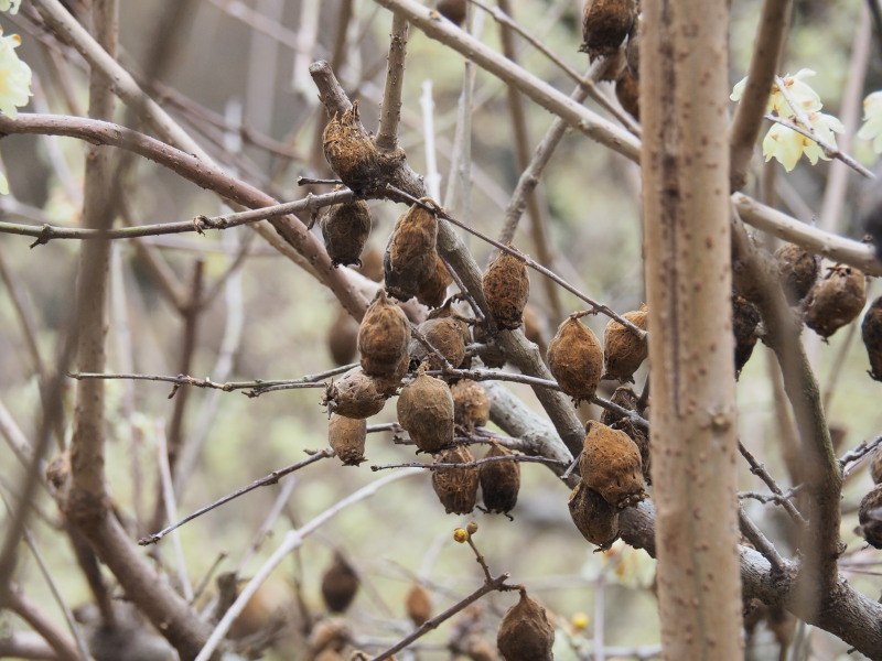 f:id:sabuyan1953:20200129221134j:plain