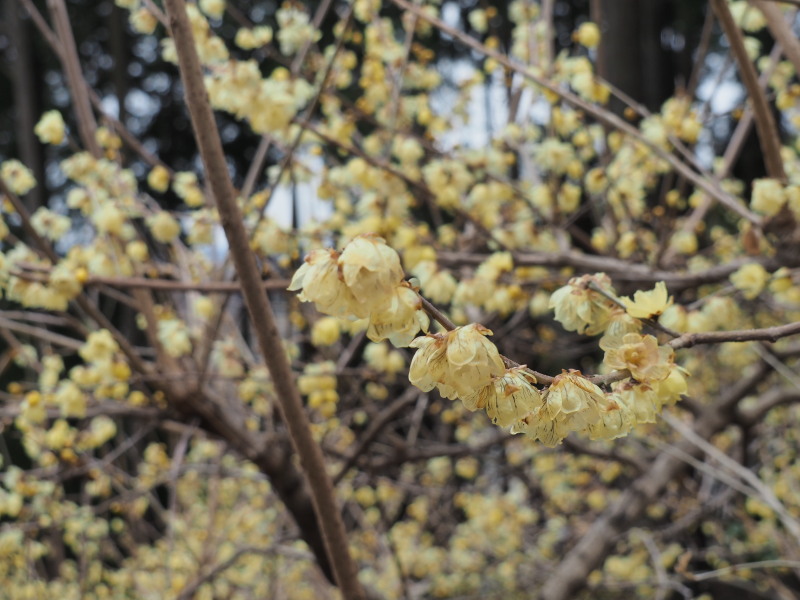 f:id:sabuyan1953:20200129221657j:plain