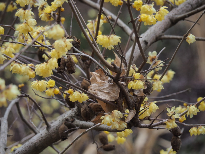 f:id:sabuyan1953:20200129221737j:plain