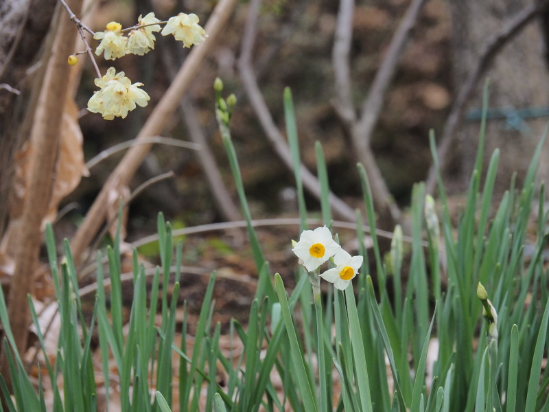 f:id:sabuyan1953:20200129222151j:plain