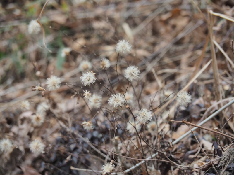 f:id:sabuyan1953:20200129222306j:plain