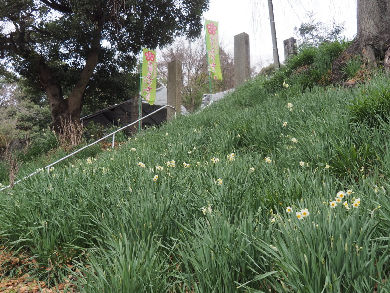 f:id:sabuyan1953:20200129222710j:plain