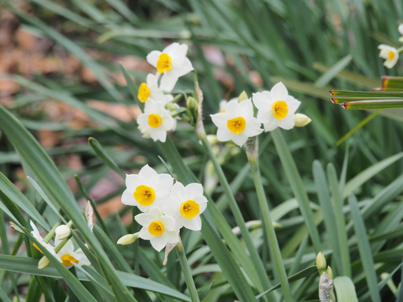 f:id:sabuyan1953:20200129222811j:plain