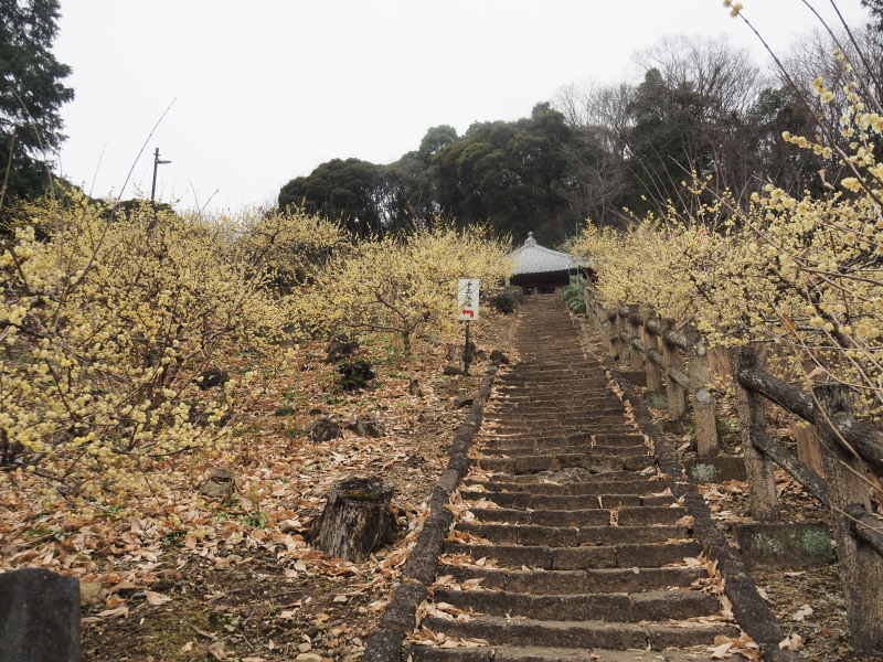 f:id:sabuyan1953:20200129230243j:plain