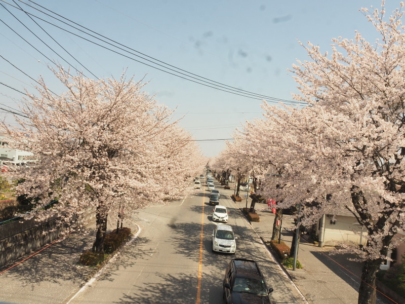 鹿沼市さつき大通りの桜並木が満開の見ごろを迎える サブやんの気ままなphotoライフ