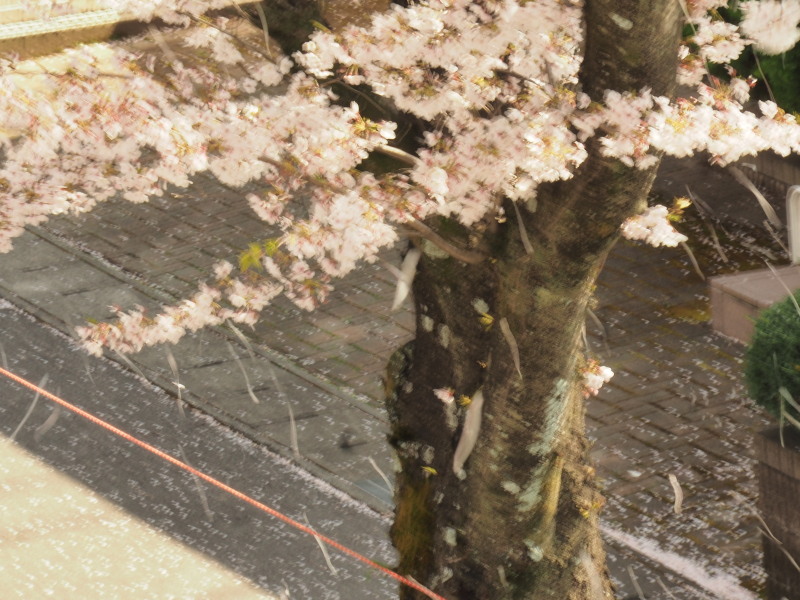 鹿沼市さつき大通りの桜並木が満開の見ごろを迎える サブやんの気ままなphotoライフ